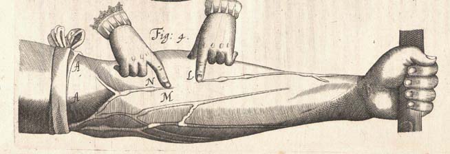 Illustration of William Harvey's arm experiment on circulation